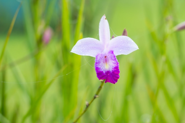 Arundina graminifolia