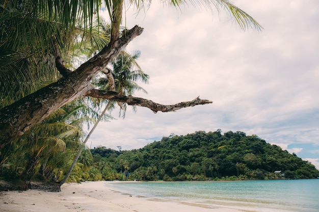 Asciuga albero sulla spiaggia con il cielo.