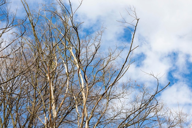 Asciugare i rami degli alberi nudi su uno sfondo di cielo blu