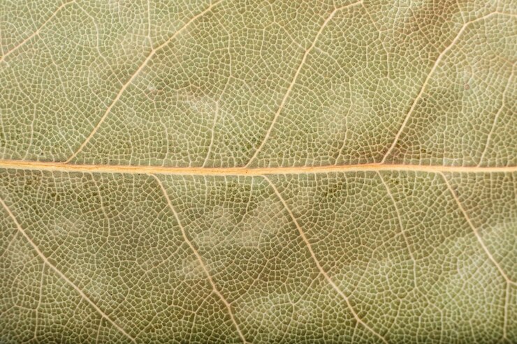 Foto asciugare la foglia di alloro sfondo texture macro spezia indiana aromatica