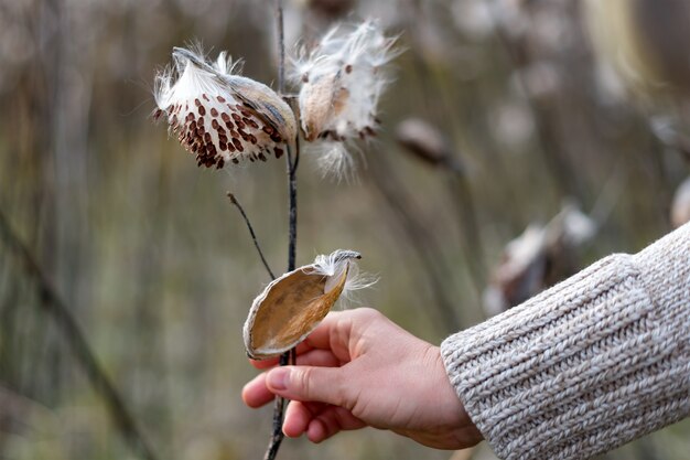 Asclepiade comune, Asclepias syriaca in mano femminile.