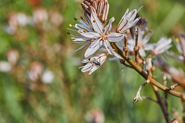 Asfodelo ramificato Una specie di asfodelo conosciuta anche come bacchetta del re, bastone del re e piccolo asfodelo, il suo nome botanico è Asphodelus Ramosus