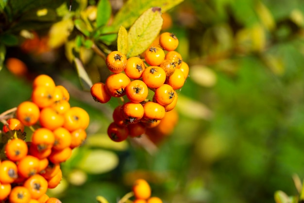 Ashberry giallo in una giornata di sole