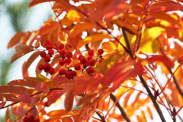 Ashberry rosso in autunno con foglie gialle al tramonto.