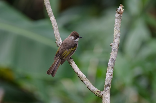 Ashy Bulbul appollaiato sul ramo