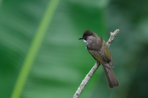 Ashy Bulbul appollaiato sul ramo