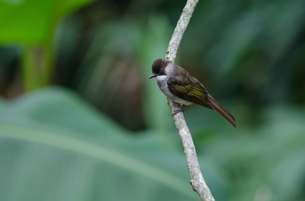 Ashy Bulbul appollaiato sul ramo