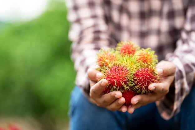 Asia Donna agricoltore Rambutan Farmer agricoltore azienda mucchio di rambutan da agricoltura biologica Green Garden agricoltura biologica agricoltore concetto di lavoro