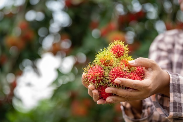 Asia Donna agricoltore Rambutan Farmer agricoltore azienda mucchio di rambutan da agricoltura biologica Green Garden agricoltura biologica agricoltore concetto di lavoro