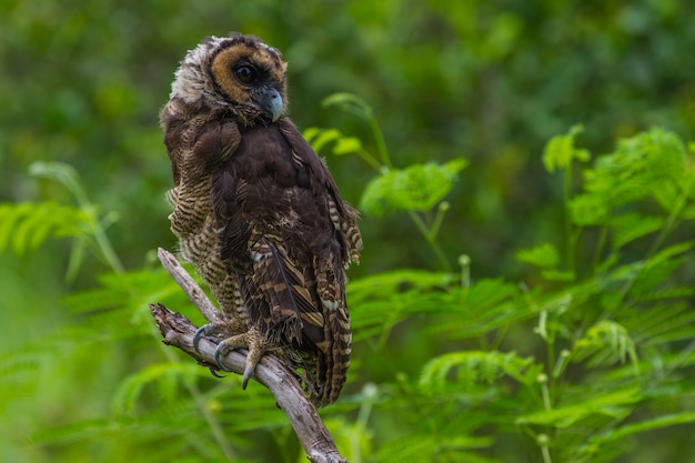 Asian Brown Wood Owl