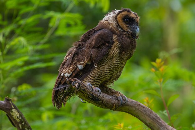 Asian Brown Wood Owl