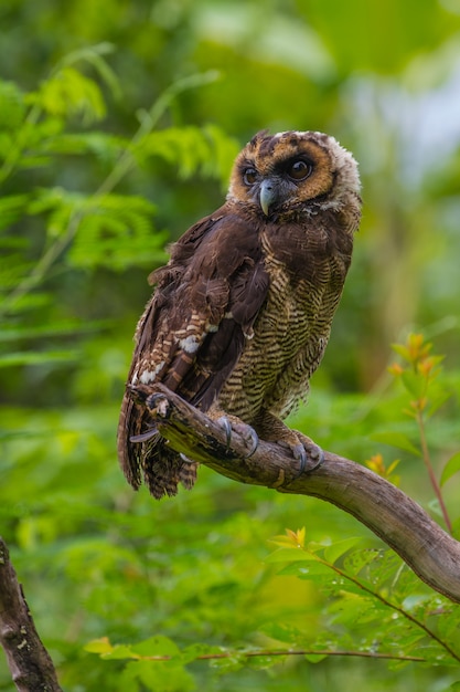 Asian Brown Wood Owl