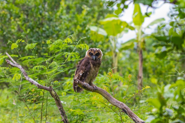 Asian Brown Wood Owl