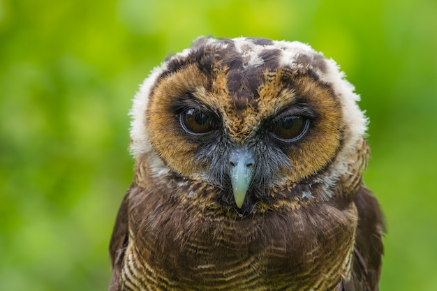 Asian Brown Wood Owl