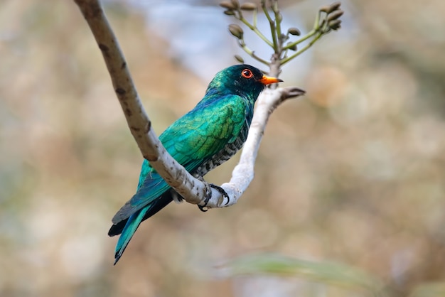 Asian Emerald Cuckoo Chrysococcyx maculatus Bella maschio uccelli della Thailandia