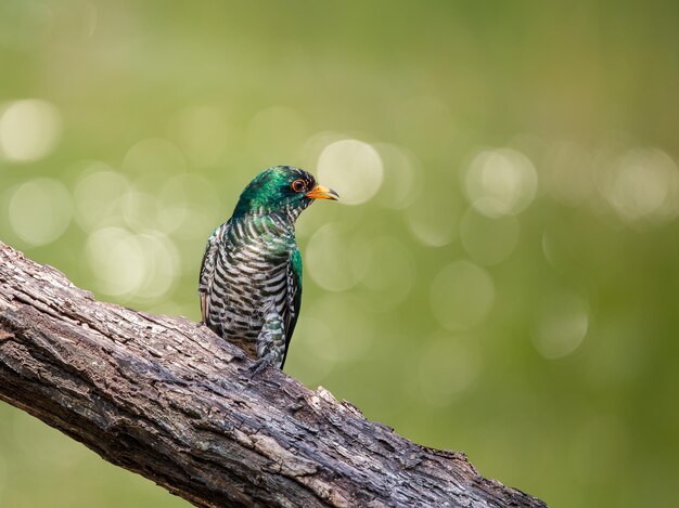 Asian Emerald Cuckoo Chrysococcyx maculatus Cactus Emerald è originario delle foreste tropicali sempreverdi dell'India settentrionale, Cina meridionale e Thailandia settentrionale