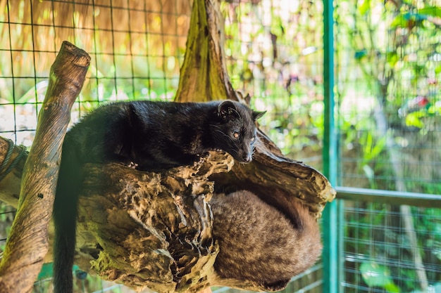 Asian Palm Civet produce Kopi luwak, Bali, Indonesia