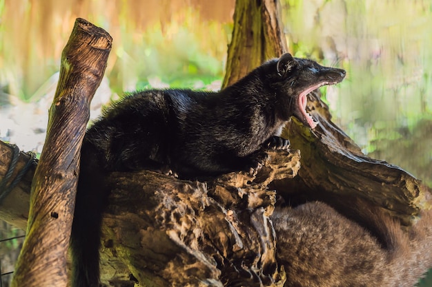 Asian Palm Civet produce Kopi luwak, Bali, Indonesia