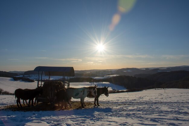 Asini al tramonto invernale