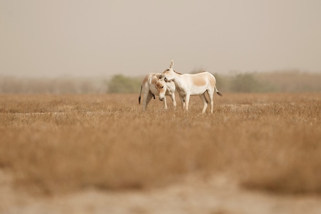 asini selvatici nel deserto