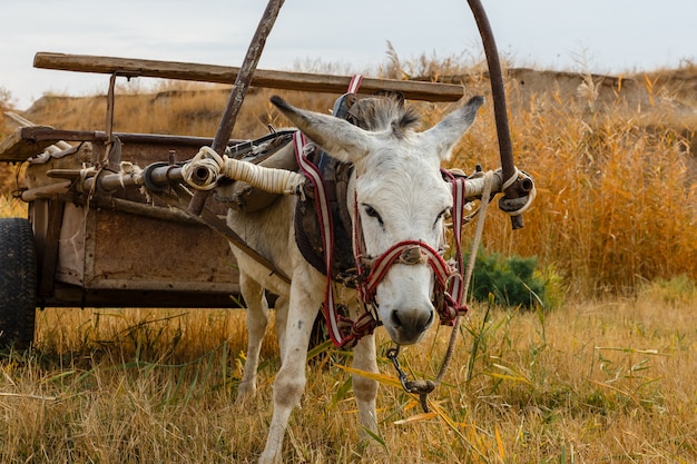 Asino con un carro nel campo