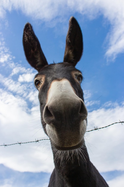 Asino divertente che guarda l'obbiettivo. Asino curioso con grandi orecchie. Animale domestico. Concetto di terreno agricolo.