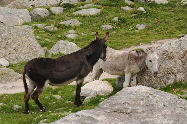 Asino, fauna selvatica delle Alpi francesi, Monte Bianco