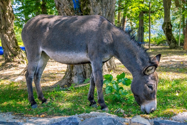 Asino grigio che pasce sul prato in una foresta