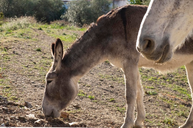 Asino grigio e cavallo nero