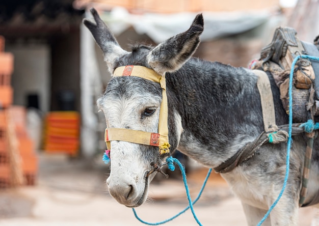 Asino grigio triste e povero in una strada del Marocco, asino alla fattoria