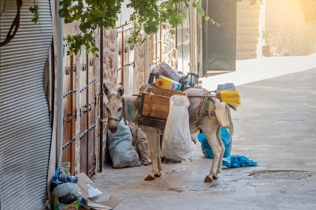 Asino spazzino su Mardin Street Turchia