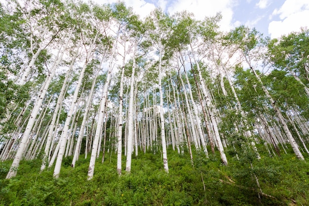 Aspen foresta vicino a Crested Butte, Colorado.