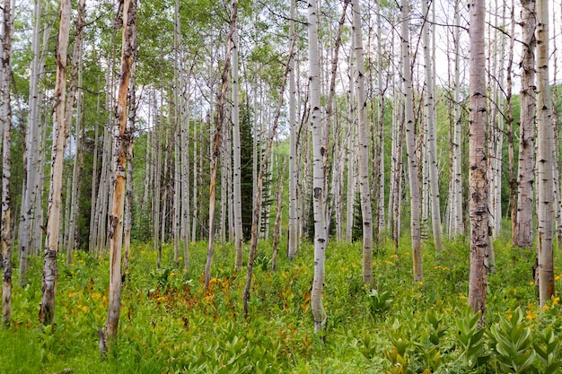 Aspen foresta vicino a Crested Butte, Colorado.