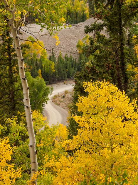 Aspen gialli in autunno, Colorado.