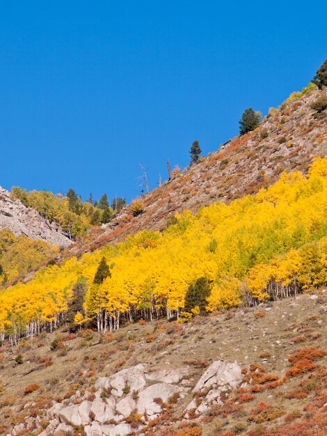 Aspen gialli in autunno, Colorado.