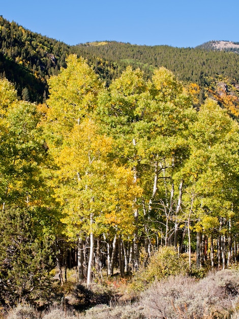 Aspen gialli in autunno, Colorado.