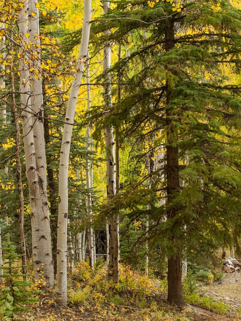 Aspen gialli in autunno, Colorado.