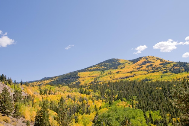 Aspen gialli in autunno, Colorado.