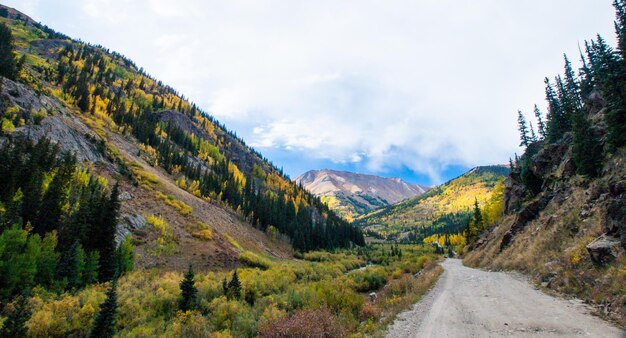 Aspen gialli in autunno, Colorado.