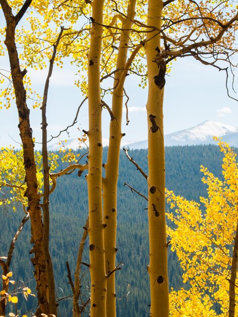 Aspen gialli sulla soleggiata giornata di Autun in Colorado.