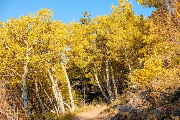 Aspen Grove in autunno nelle Montagne Rocciose