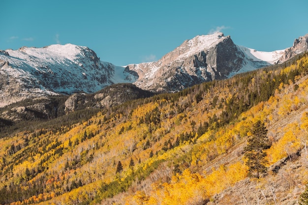 Aspen Grove in autunno nelle Montagne Rocciose