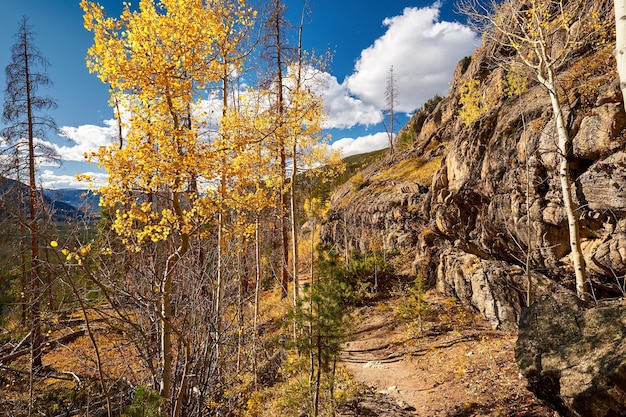 Aspen Grove in autunno nelle Montagne Rocciose