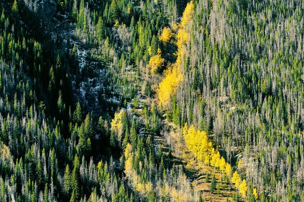 Aspen Grove in autunno nelle Montagne Rocciose