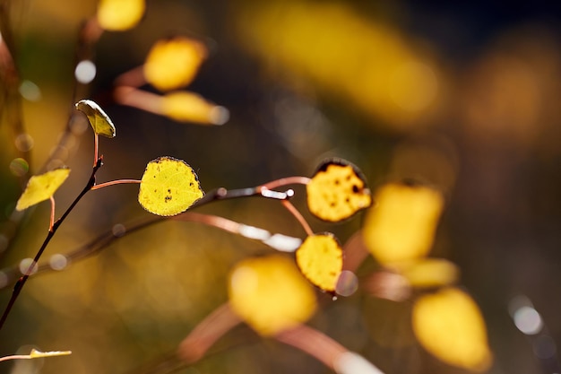 Aspen Grove in autunno nelle Montagne Rocciose