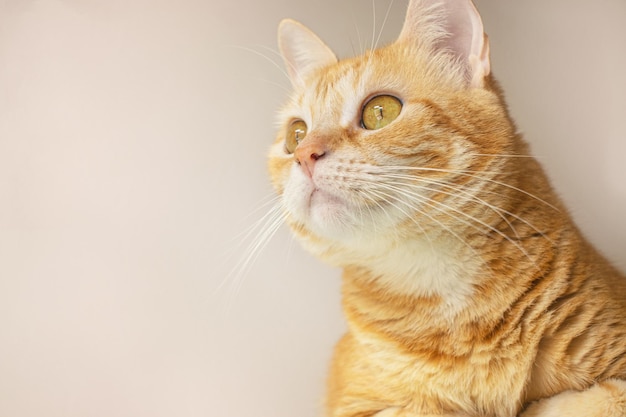 Aspetto di un bel gatto con occhi gialli luminosi
