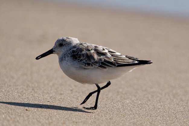 Aspetto laterale del primo piano di un piccolo sandpiper in spiaggia con uno sfondo sfocato