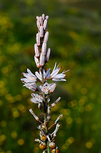 Asphodelus albus - il gamon bianco è una pianta erbacea perenne originaria del Mediterraneo