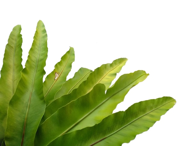 Asplenium nidus isolato su sfondo bianco