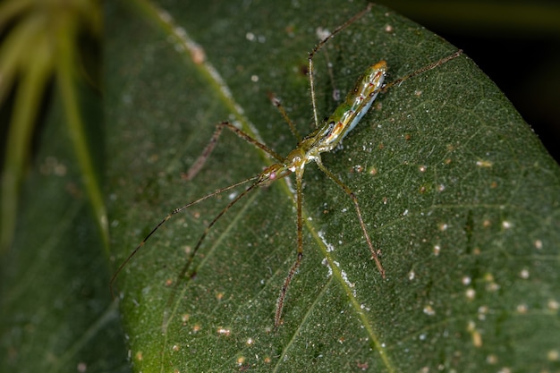 Assassin Bug Ninfa della tribù Harpactorini